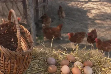 Navala za domaćim jajima! Bit će 'veselo' ako se prognoze ostvare: 'Tko će to plaćati?!'