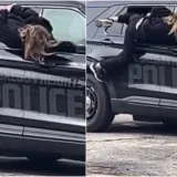 S lisicama pobjegla kroz prozor policijskog auta: Pogledajte ove akrobacije