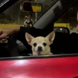 Prizor kakav se ne viđa tako često u prometu