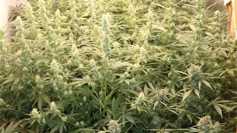 Mladi Slavonac uzgajao marihuanu, ali policajce je &scaron;okiralo ne&scaron;to drugo