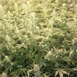 Mladi Slavonac uzgajao marihuanu, ali policajce je &scaron;okiralo ne&scaron;to drugo