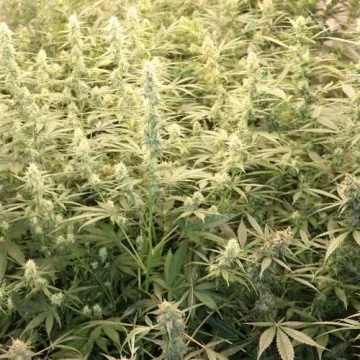 Mladi Slavonac uzgajao marihuanu, ali policajce je &scaron;okiralo ne&scaron;to drugo