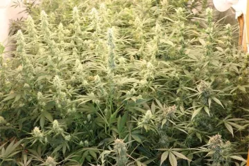 Mladi Slavonac uzgajao marihuanu, ali policajce je &scaron;okiralo ne&scaron;to drugo