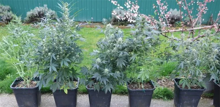 Mladi Slavonac uzgajao marihuanu, ali policajce je &scaron;okiralo ne&scaron;to drugo