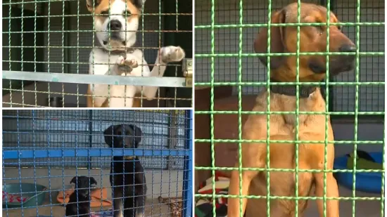 Ovo su Gacka, Kenzo, Alpa i Amber: Oni su napu&scaron;teni, evo kako im pomoći