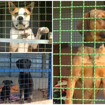 Ovo su Gacka, Kenzo, Alpa i Amber: Oni su napu&scaron;teni, evo kako im pomoći