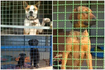 Ovo su Gacka, Kenzo, Alpa i Amber: Oni su napu&scaron;teni, evo kako im pomoći