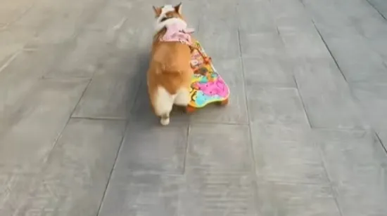 Tony Hawk psećeg svijeta