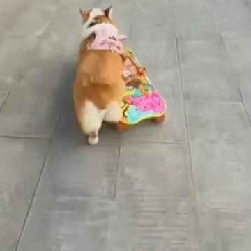 Tony Hawk psećeg svijeta