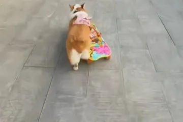 Tony Hawk psećeg svijeta