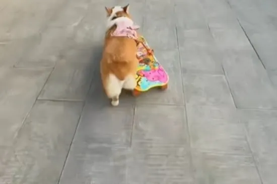 Tony Hawk psećeg svijeta