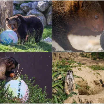 Pisanice su hit u zagrebačkom ZOO-u! Pogledajte kako ih tamane medvjedi, majmuni i ostala družina