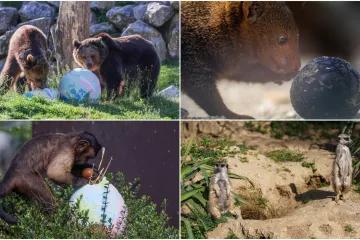 Pisanice su hit u zagrebačkom ZOO-u! Pogledajte kako ih tamane medvjedi, majmuni i ostala družina