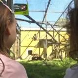 Obitelji pohrlile u osječki Zoo: 'S ovim smo na četvrtini cjelogodi&scaron;njeg prometa'