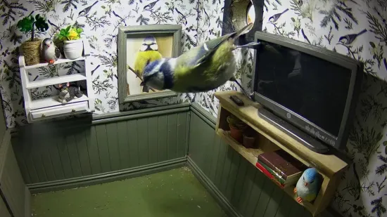 Potpuno namje&scaron;tena slatka kućica i besplatan najam?! 'Nadam se da će netko useliti'