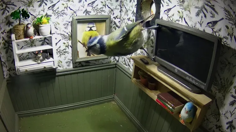 Potpuno namje&scaron;tena slatka kućica i besplatan najam?! 'Nadam se da će netko useliti'