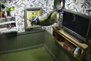 Potpuno namje&scaron;tena slatka kućica i besplatan najam?! 'Nadam se da će netko useliti'