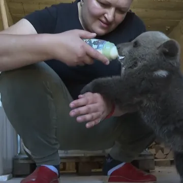 Medvjed stigao obitelji Čačić! Lovci ga odveli u &scaron;umu, a on se vratio: 'Na&scaron;ao ga u drvarnici'