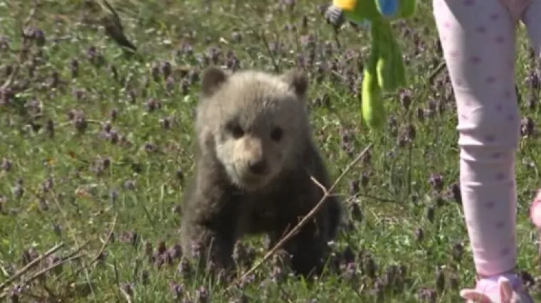 'Uskrsni' medo u&scaron;etao u dvori&scaron;te obitelji na Plitvicama i 'ni za živu glavu' ne želi natrag u &scaron;umu