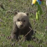 'Uskrsni' medo u&scaron;etao u dvori&scaron;te obitelji na Plitvicama i 'ni za živu glavu' ne želi natrag u &scaron;umu