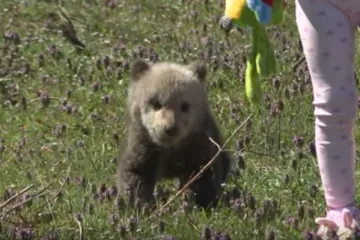 'Uskrsni' medo u&scaron;etao u dvori&scaron;te obitelji na Plitvicama i 'ni za živu glavu' ne želi natrag u &scaron;umu