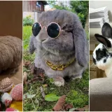 Topli i inteligentni: U moru čupavih u&scaron;iju i &scaron;apica, jedva smo izdvojili 40 fotografija