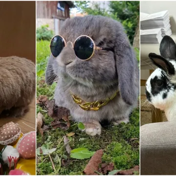 Topli i inteligentni: U moru čupavih u&scaron;iju i &scaron;apica, jedva smo izdvojili 40 fotografija