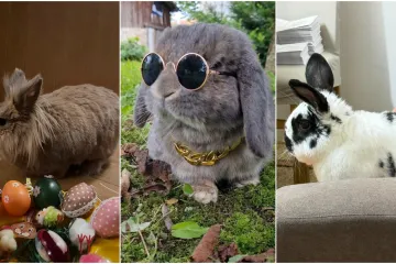 Topli i inteligentni: U moru čupavih u&scaron;iju i &scaron;apica, jedva smo izdvojili 40 fotografija