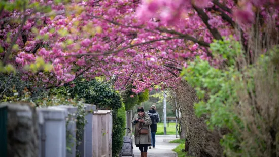 Svi hrle u &Scaron;ulekovu zbog bajkovitih tre&scaron;anja, a stručnjak otkriva - od njih nećete kihati!