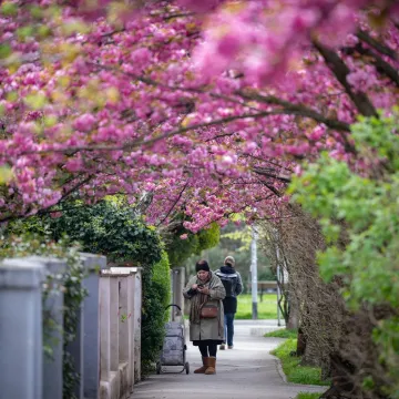 Svi hrle u &Scaron;ulekovu zbog bajkovitih tre&scaron;anja, a stručnjak otkriva - od njih nećete kihati!