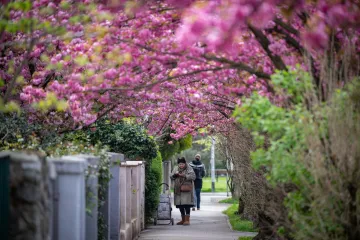 Svi hrle u &Scaron;ulekovu zbog bajkovitih tre&scaron;anja, a stručnjak otkriva - od njih nećete kihati!