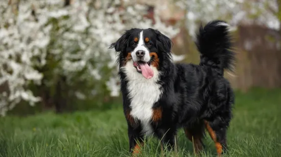 [KVIZ] Jeste li obožavatelj pasa koji zna sve činjenice o najvećim pasminama?