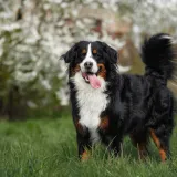 [KVIZ] Jeste li obožavatelj pasa koji zna sve činjenice o najvećim pasminama?