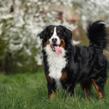 [KVIZ] Jeste li obožavatelj pasa koji zna sve činjenice o najvećim pasminama?