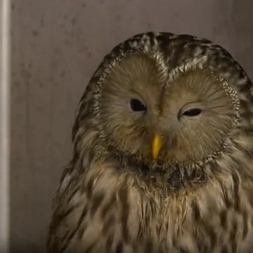 Spas za 252 životinje: Uz zahvale svim dobrim ljudima, pristiglo je i jasno upozorenje