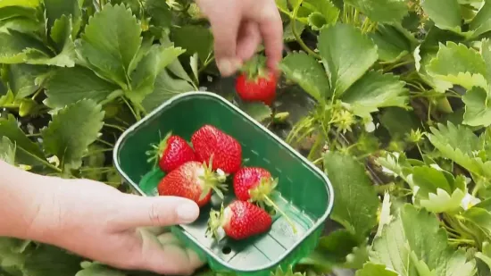 Vrgoračke jagode stigle na tržnice, sad ćemo ih lak&scaron;e razlikovati od uvoznih! A cijena? Nije dobro