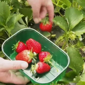 Vrgoračke jagode stigle na tržnice, sad ćemo ih lak&scaron;e razlikovati od uvoznih! A cijena? Nije dobro