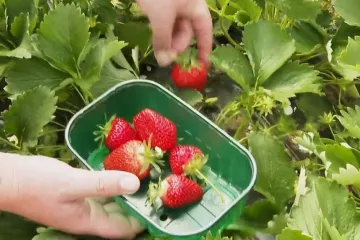 Vrgoračke jagode stigle na tržnice, sad ćemo ih lakše razlikovati od uvoznih! A cijena? Nije dobro