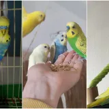 Malo čudo treći je najpopularniji ljubimac na svijetu: Va&scaron;e fotografije ispunile su nam srca