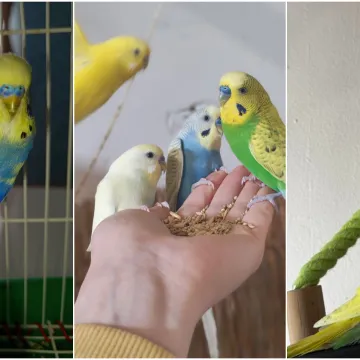 Malo čudo treći je najpopularniji ljubimac na svijetu: Va&scaron;e fotografije ispunile su nam srca