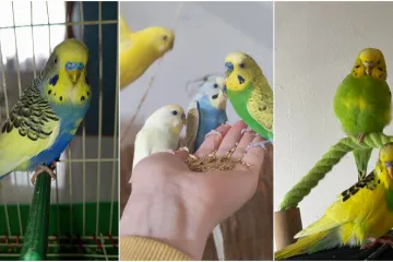 Malo čudo treći je najpopularniji ljubimac na svijetu: Va&scaron;e fotografije ispunile su nam srca