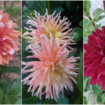 Rasko&scaron;na biljka koja donosi boju: Va&scaron;e kraljice vrtova uljep&scaron;at će svaki dan