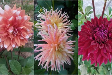 Rasko&scaron;na biljka koja donosi boju: Va&scaron;e kraljice vrtova uljep&scaron;at će svaki dan