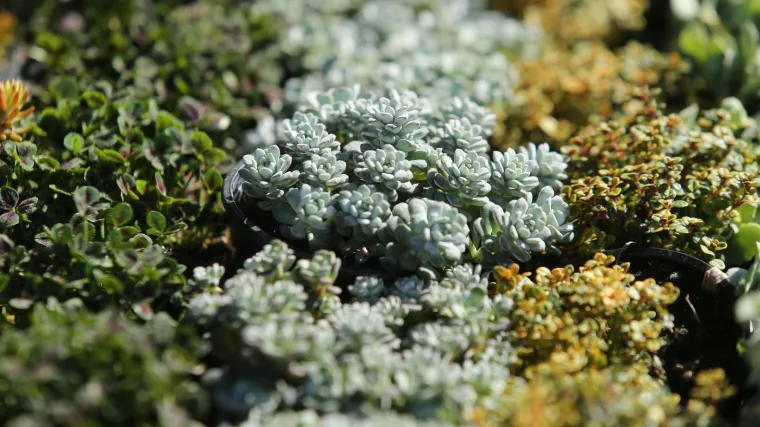 [KVIZ] Ako volite biljke, jeste li stručnjak za trajnice?