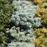 [KVIZ] Ako volite biljke, jeste li stručnjak za trajnice?