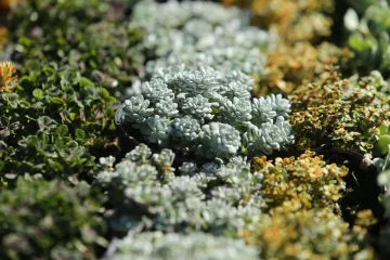 [KVIZ] Ako volite biljke, jeste li stručnjak za trajnice?