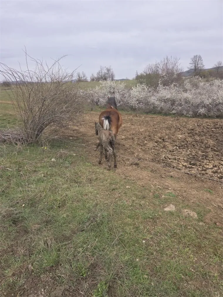 Igor i Tomislav spasili nemoćno ždrijebe iz blata: Pogledajte emotivne prizore