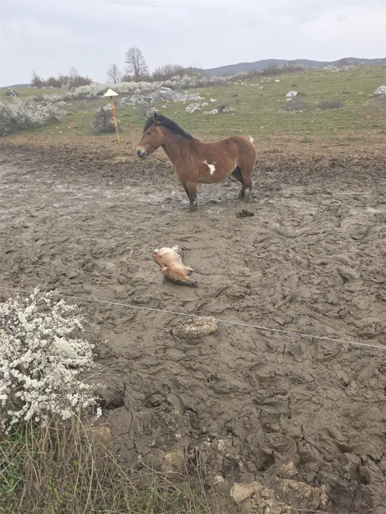 Igor i Tomislav spasili nemoćno ždrijebe iz blata: Pogledajte emotivne prizore