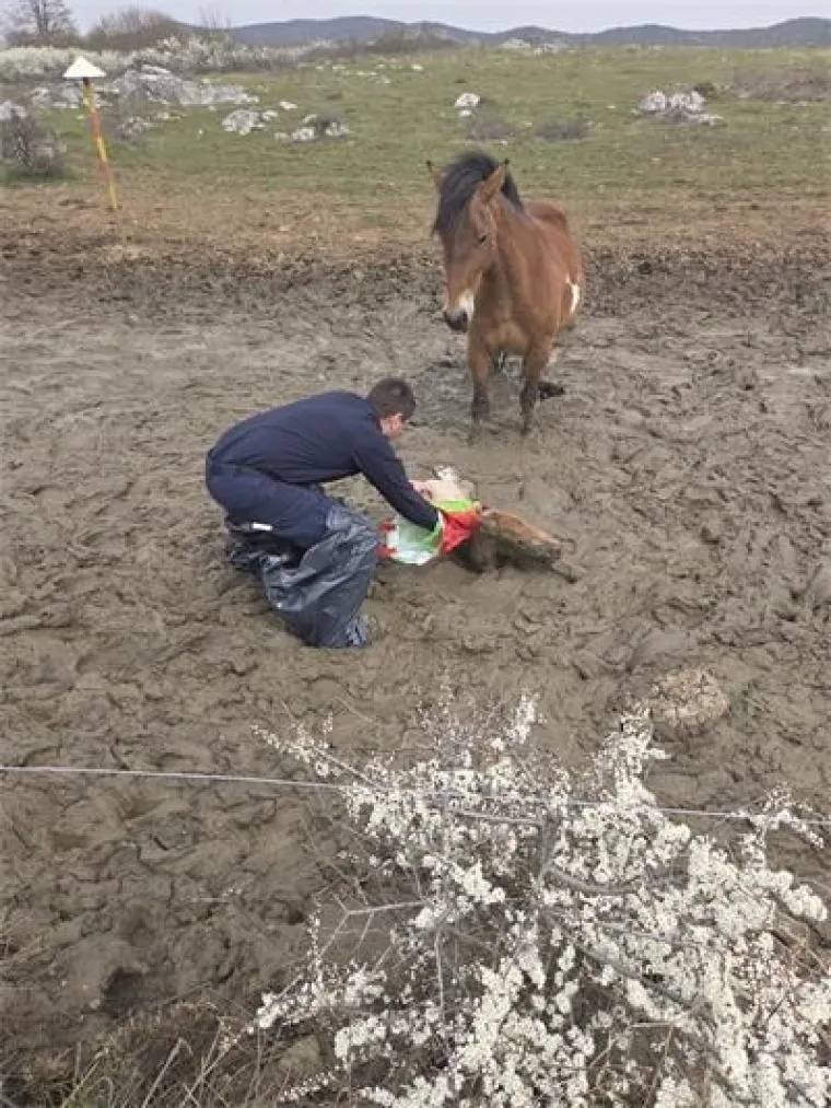 Igor i Tomislav spasili nemoćno ždrijebe iz blata: Pogledajte emotivne prizore