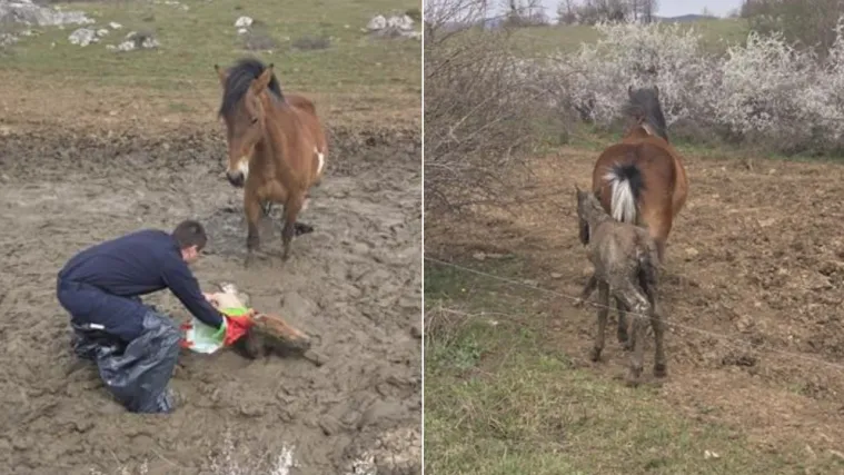 Igor i Tomislav spasili nemoćno ždrijebe iz blata: Pogledajte emotivne prizore